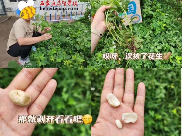 启智职业班农耕园之花生除草